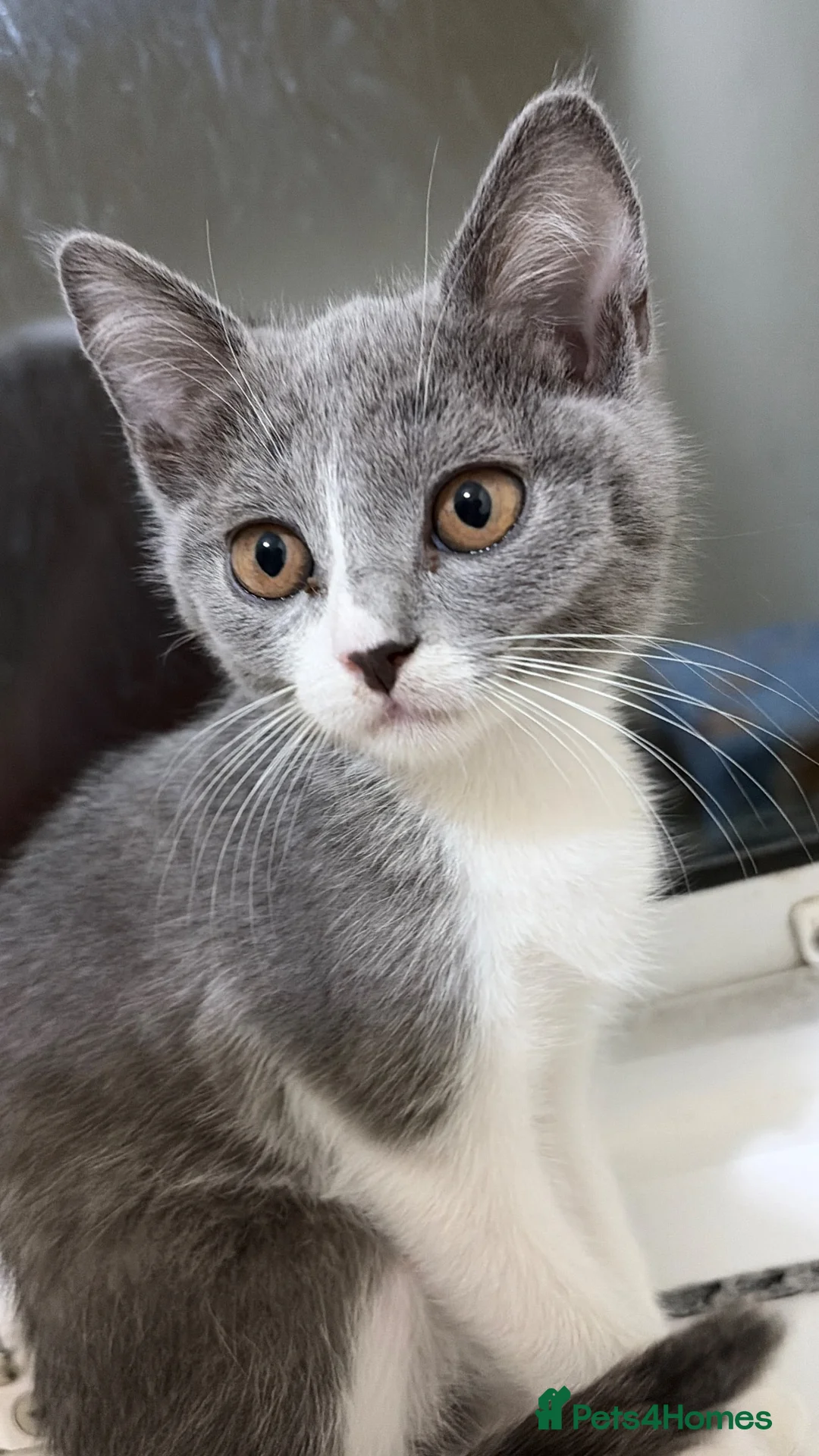 Mixed Breed cats for sale: Kittens for Rehoming  in Chelmsford - Advert 12