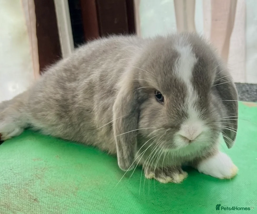 Mini Lop rabbits for sale: Beautiful coloured Mini Lops - Advert 25