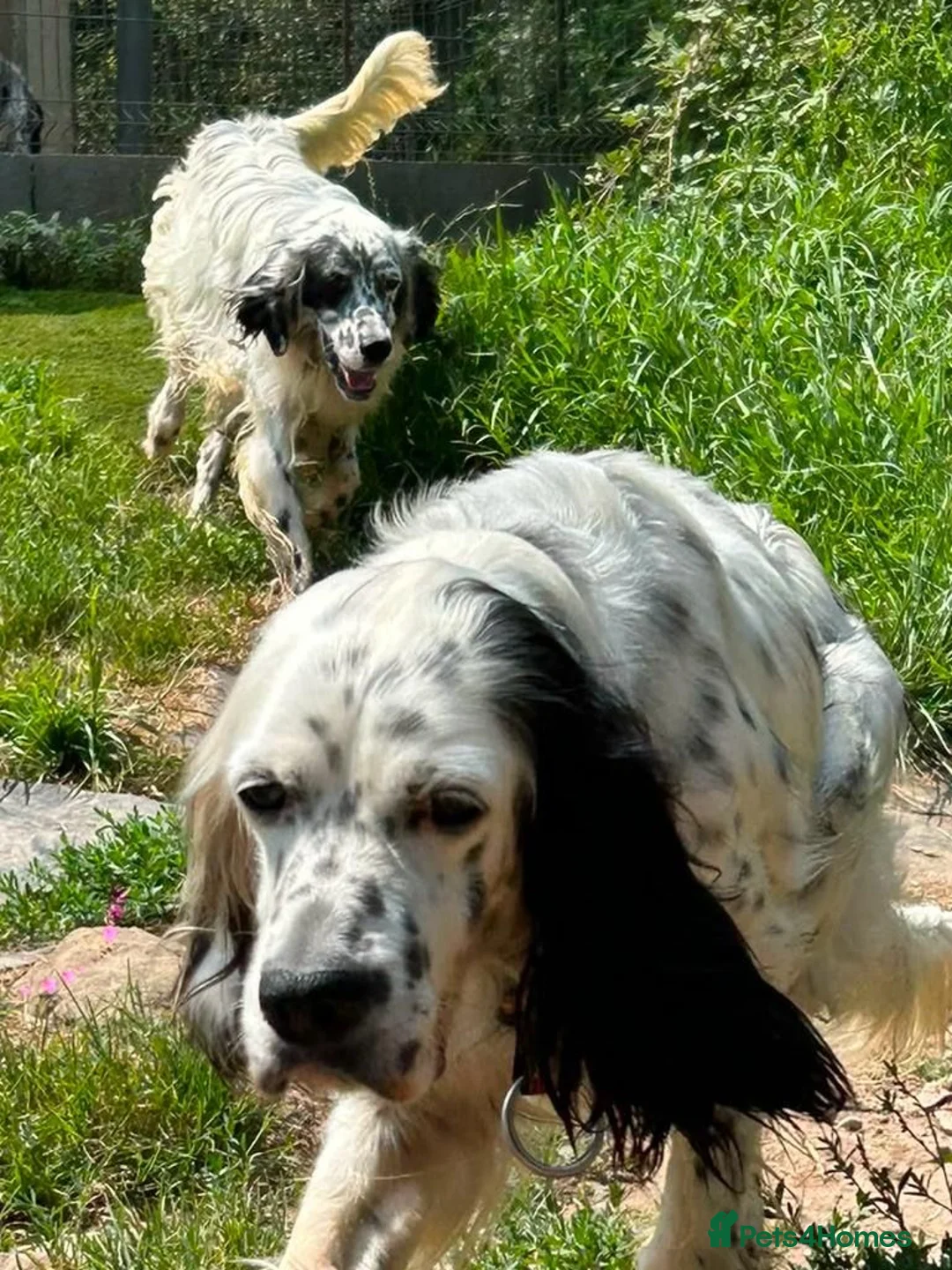 English Setter dogs for adoption: Musa  in New Romney - Advert 2