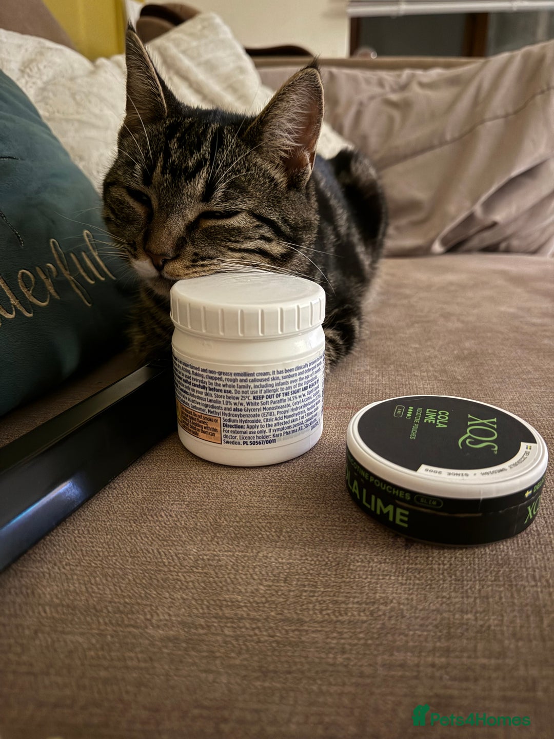 American Wirehair cats for sale: Tabby cat - Advert 3