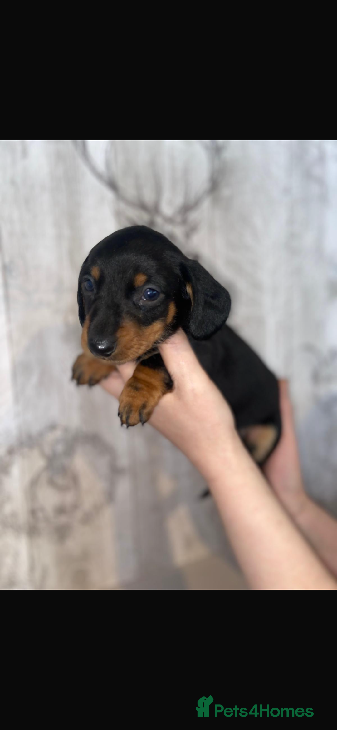 Miniature Dachshund dogs for sale: Miniature dachshund  - Image 4