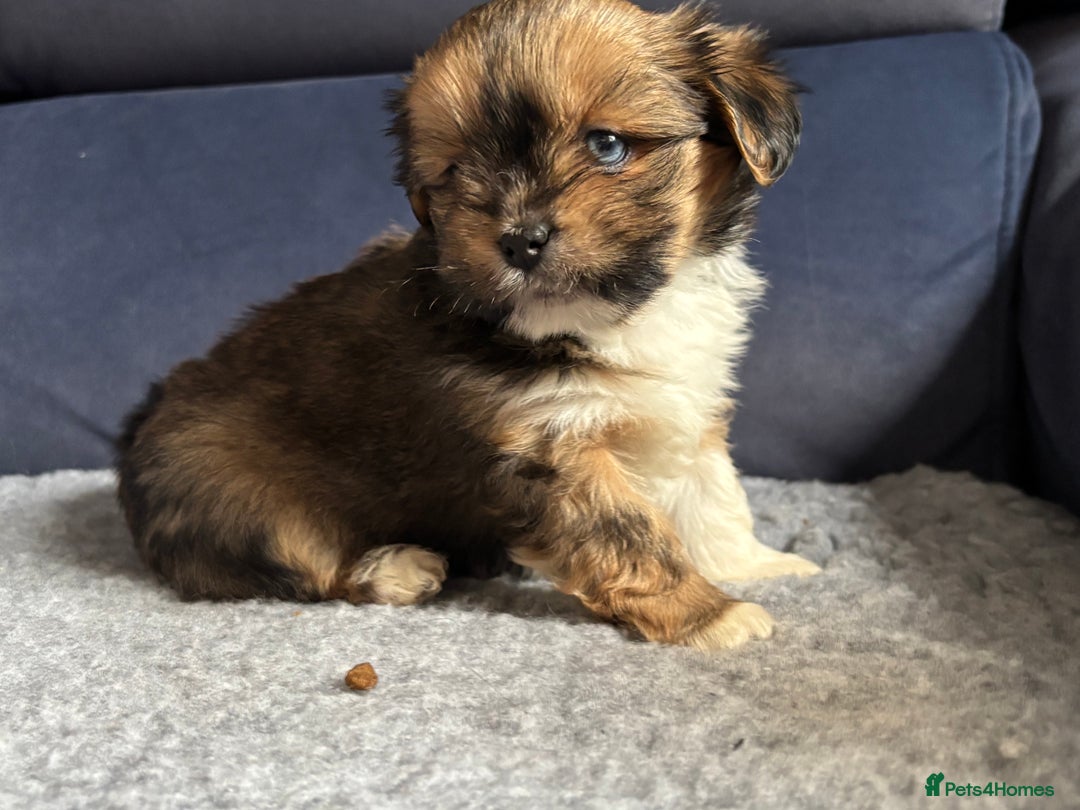 Lhasa Apso dogs for sale: Lhasa Apso Puppies – Tiny Tails, Big Hearts! - Image 37