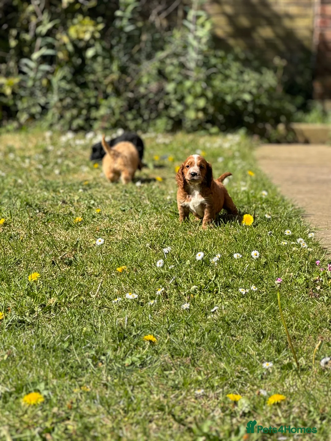 Cockapoo dogs for sale: Stunning cockapoos🐶🩷 - Advert 1