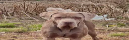 Cane Corso dogs for sale: 5 Towns Italian cane corso spring litter  - Advert 1