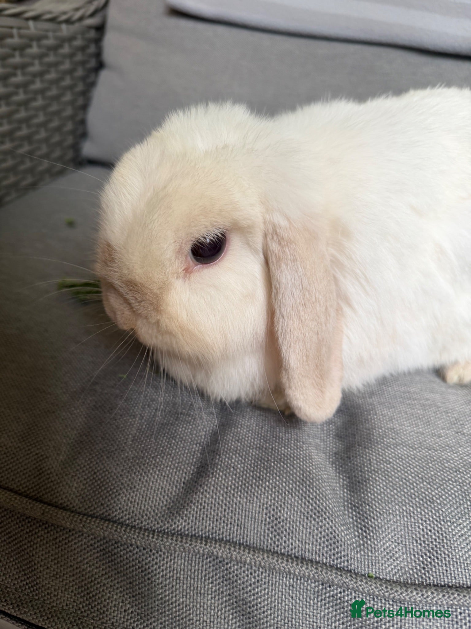 Mini Lop rabbits Stunning mini lop doe Very chilled pet/breeding - Advert 18