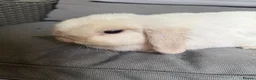 Mini Lop rabbits for sale: Stunning mini lop doe Very chilled pet/breeding - Advert 1