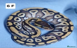 Python Snake reptiles for sale: Royal Python Morph Hatchling's Female - Image 11