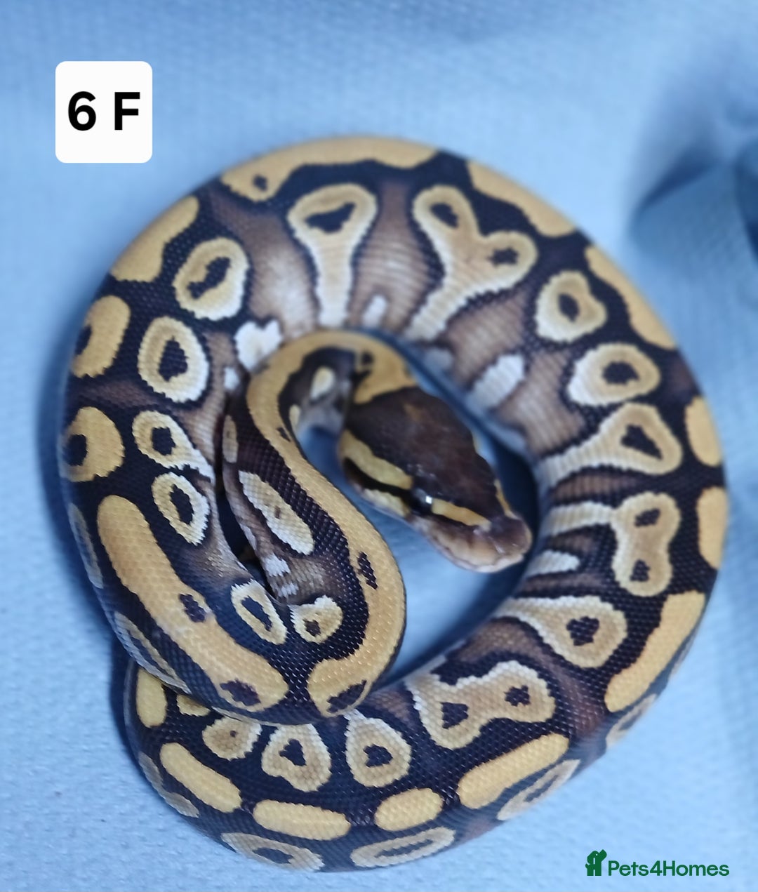 Python Snake reptiles for sale: Royal Python Morph Hatchling's Female - Image 11