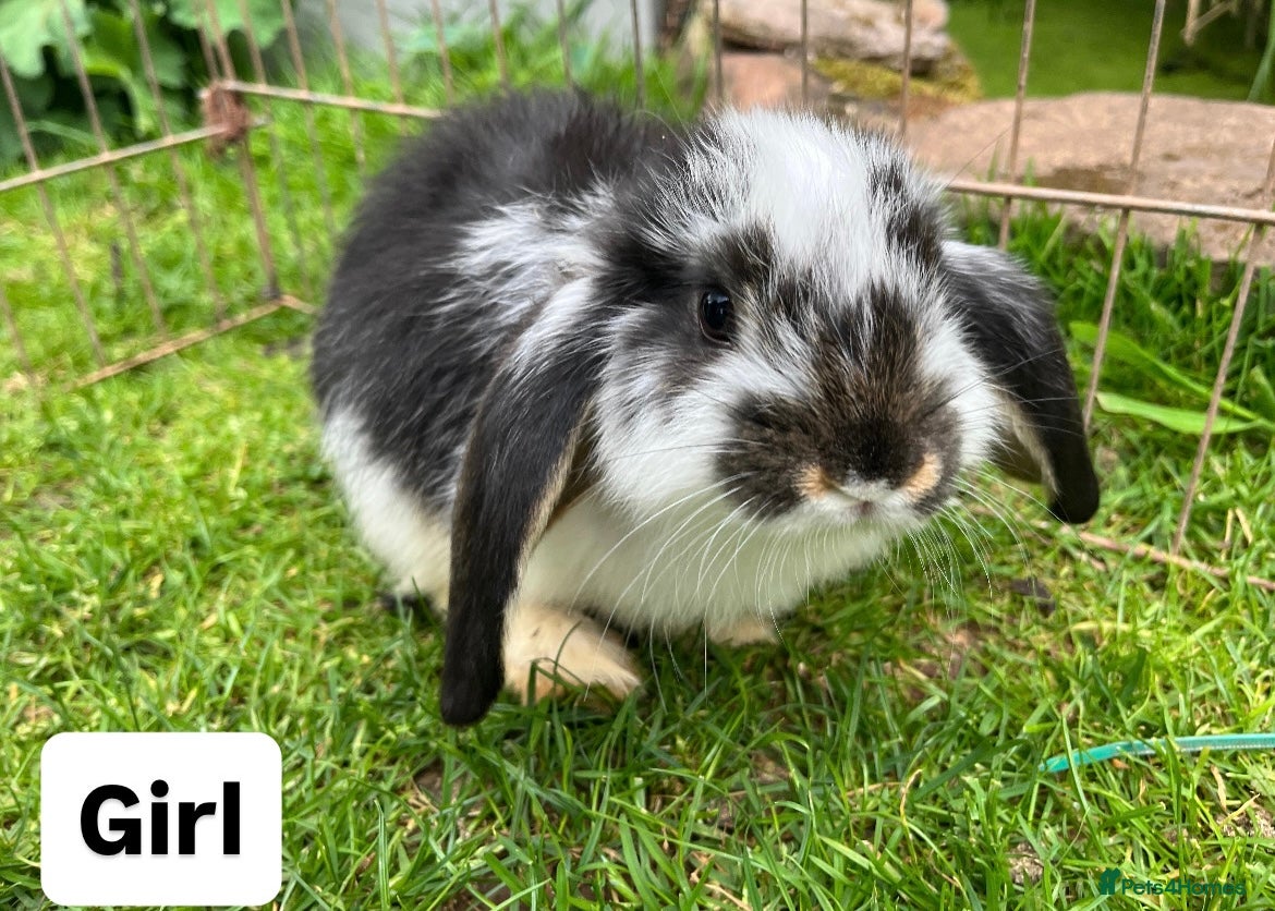 French Lop rabbits 🐰 Full breed French Lops Ready to Leave 🐰 - Advert 1
