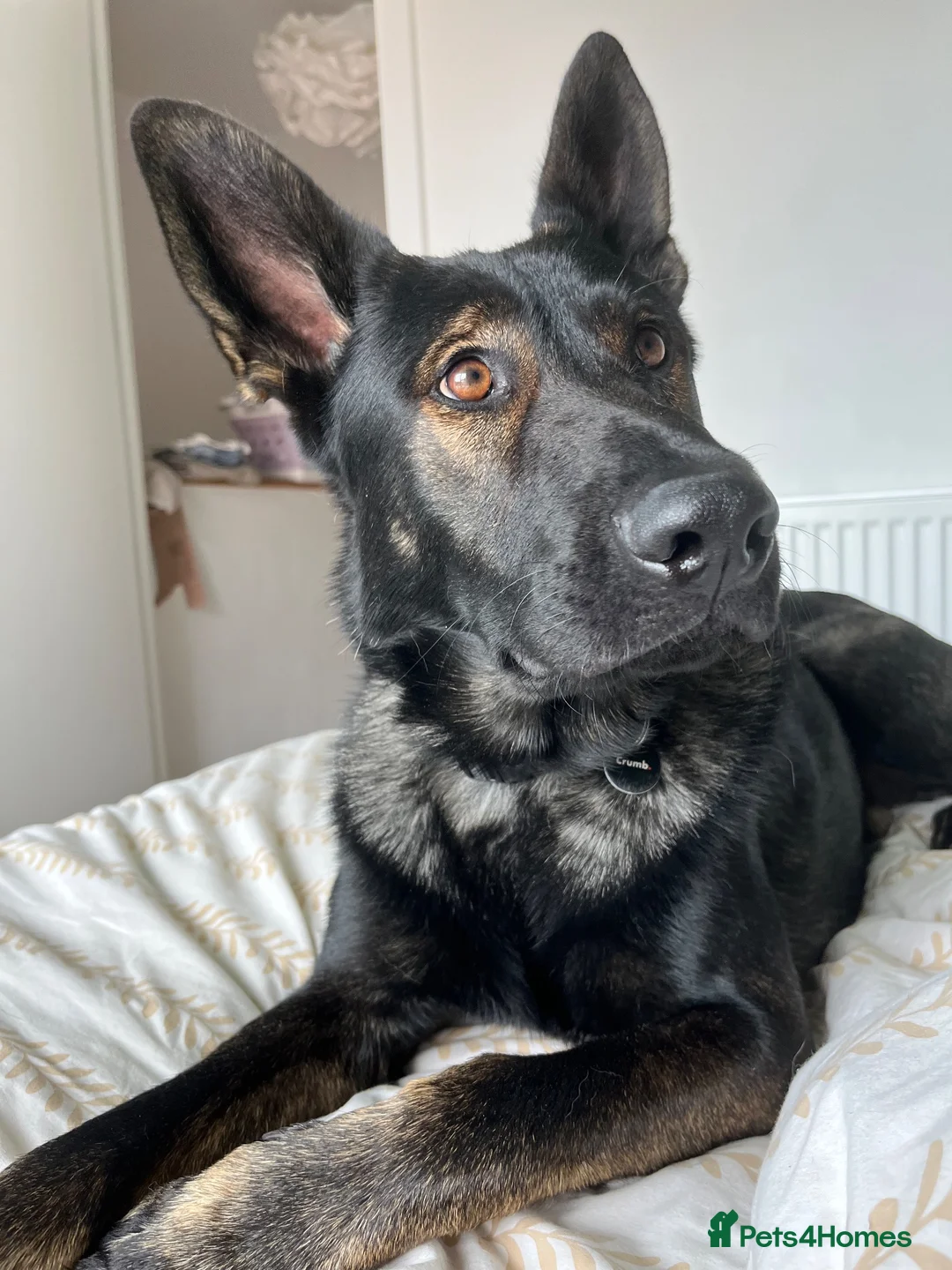 German Shepherd dogs for sale: WORKING LINE German shepherd  - Advert 1