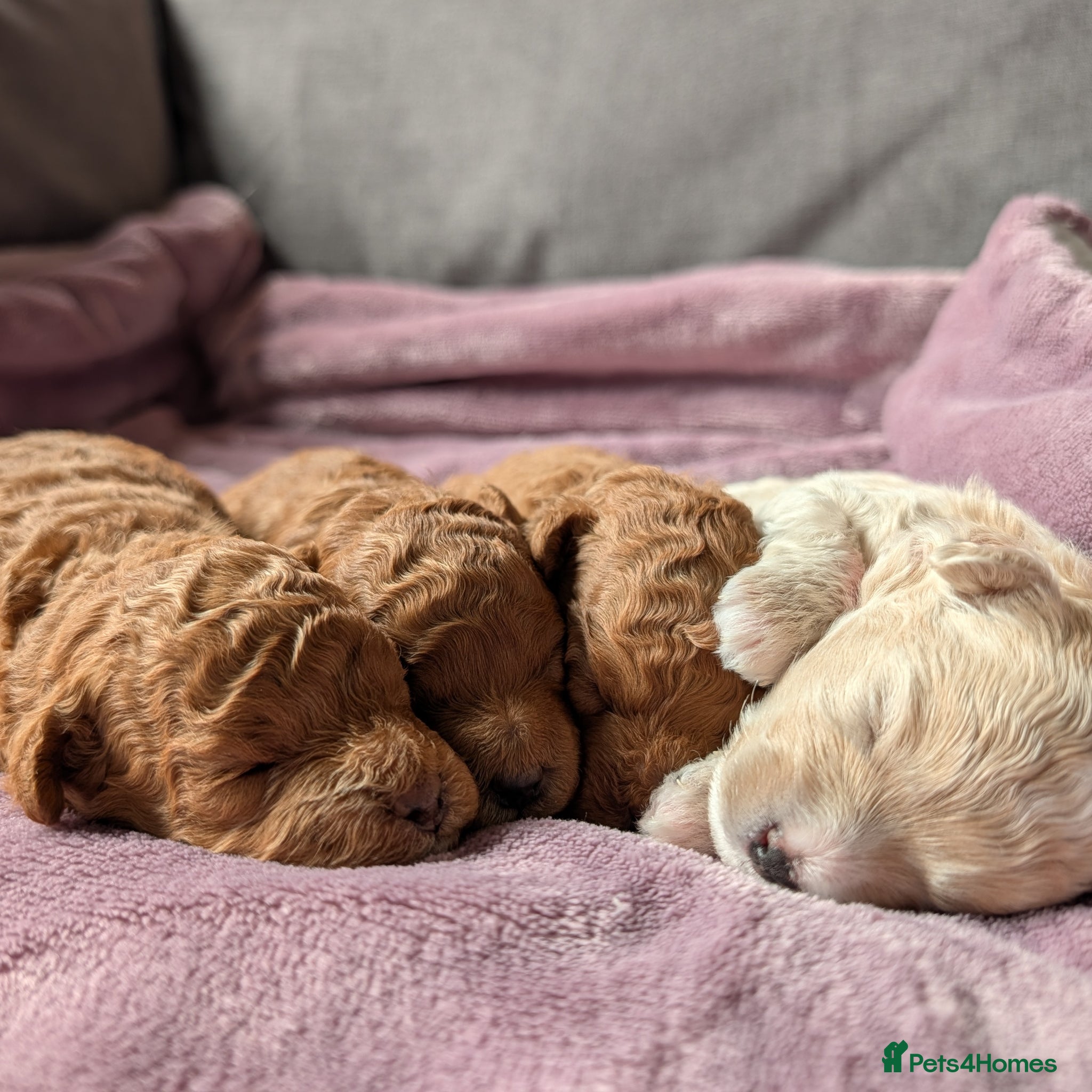 Maltipoo dogs Home-raised F1b Maltipoo Puppies – Red & Champagne - Advert 10