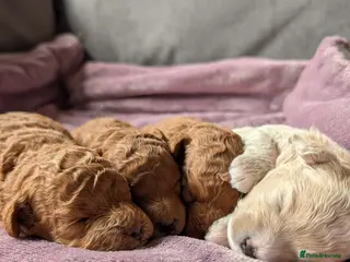 Maltipoo dogs Home-raised F1b Maltipoo Puppies – Red & Champagne - Advert 10