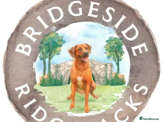 Rhodesian Ridgeback dogs Rhodesian Ridgeback Puppies EU Pedigree - Advert 1