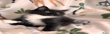 Tuxedo Male