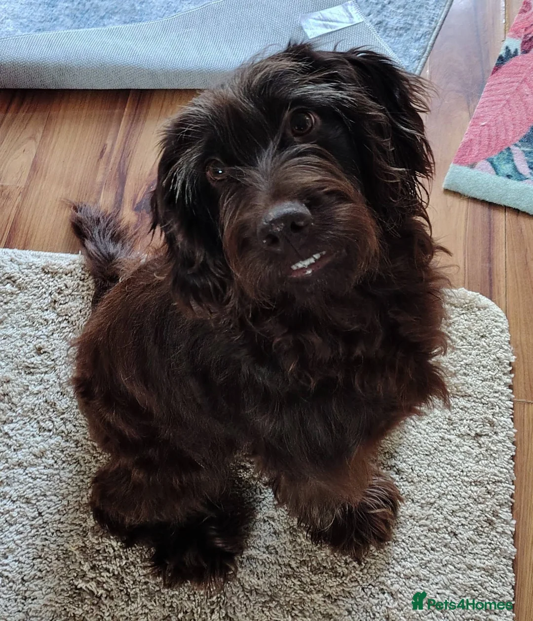 Cockapoo dogs for adoption: ***FERN RESCUE* 4YO COCKAPOOFOR ADOPTION*** - Advert 4