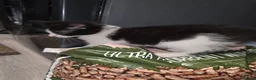 Mixed Breed cats for sale: Kittens - Advert 10