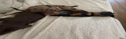 Miniature Dachshund dogs for sale: Beautiful Miniature Dachshund Puppies| in Derby - Advert 4