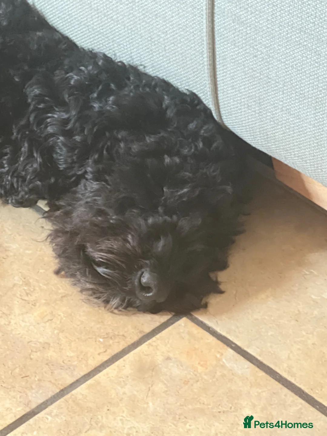 Mini Goldendoodle dogs for sale: Mika for re homing  - Advert 2