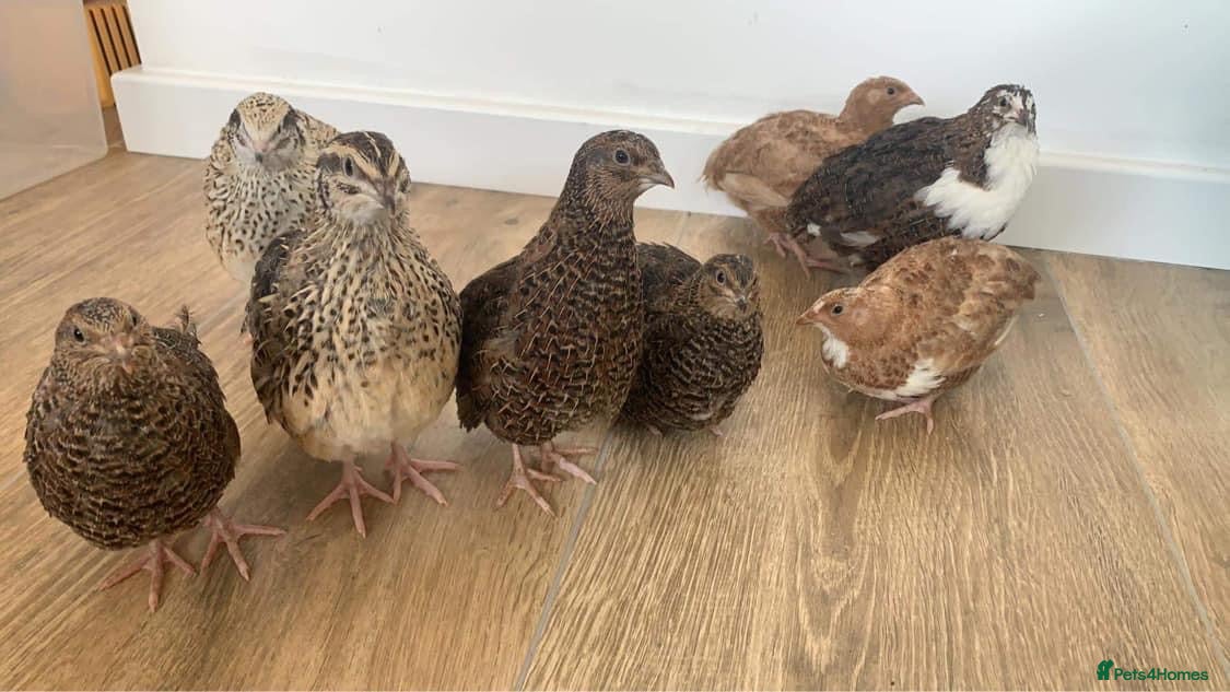 Quail poultry Jumbo Japanese, Italian, white, Rosetta, celadons - Advert 1