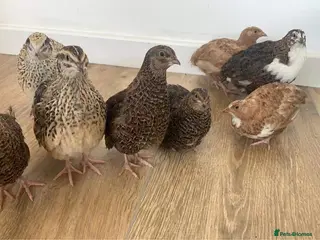 Quail poultry Jumbo Japanese, Italian, white, Rosetta, celadons - Advert 1