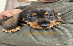 Dachshund dogs for sale: Outstanding Pedigree Litter-Health Tested Parents - Advert 10