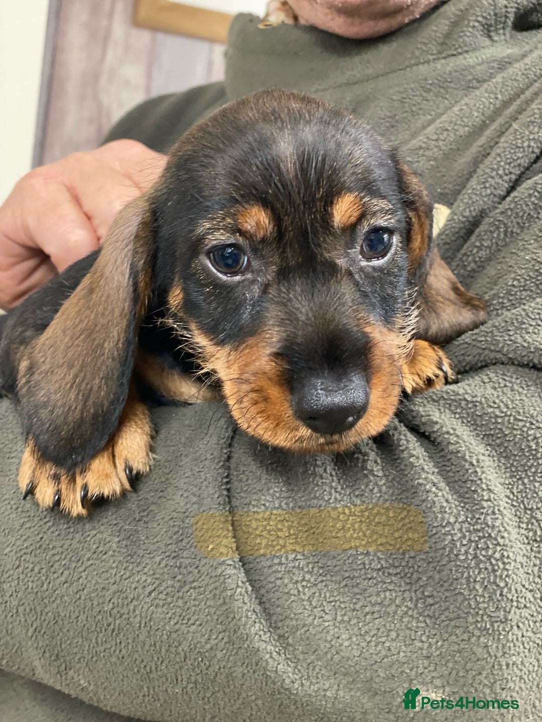 Dachshund dogs for sale: Outstanding Pedigree Litter-Health Tested Parents - Advert 10