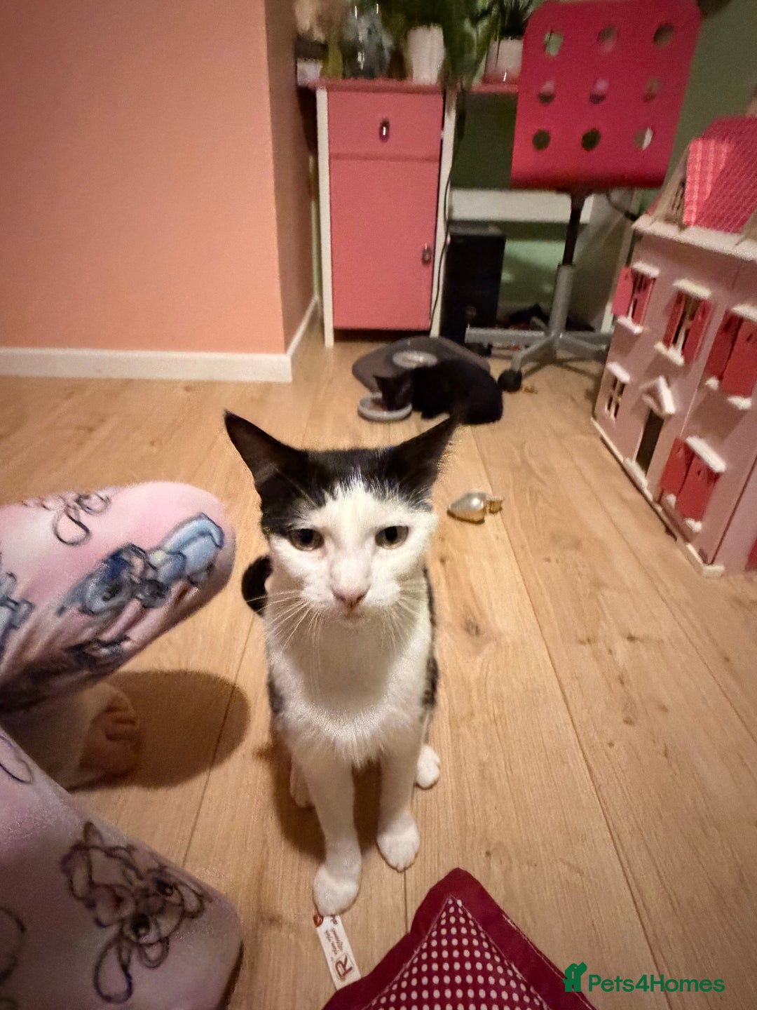 Mixed Breed cats for sale: Mother and daughter only together  - Advert 9