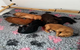 Labradoodle dogs for sale: 6 very cute Labradoodle puppies  - Image 1