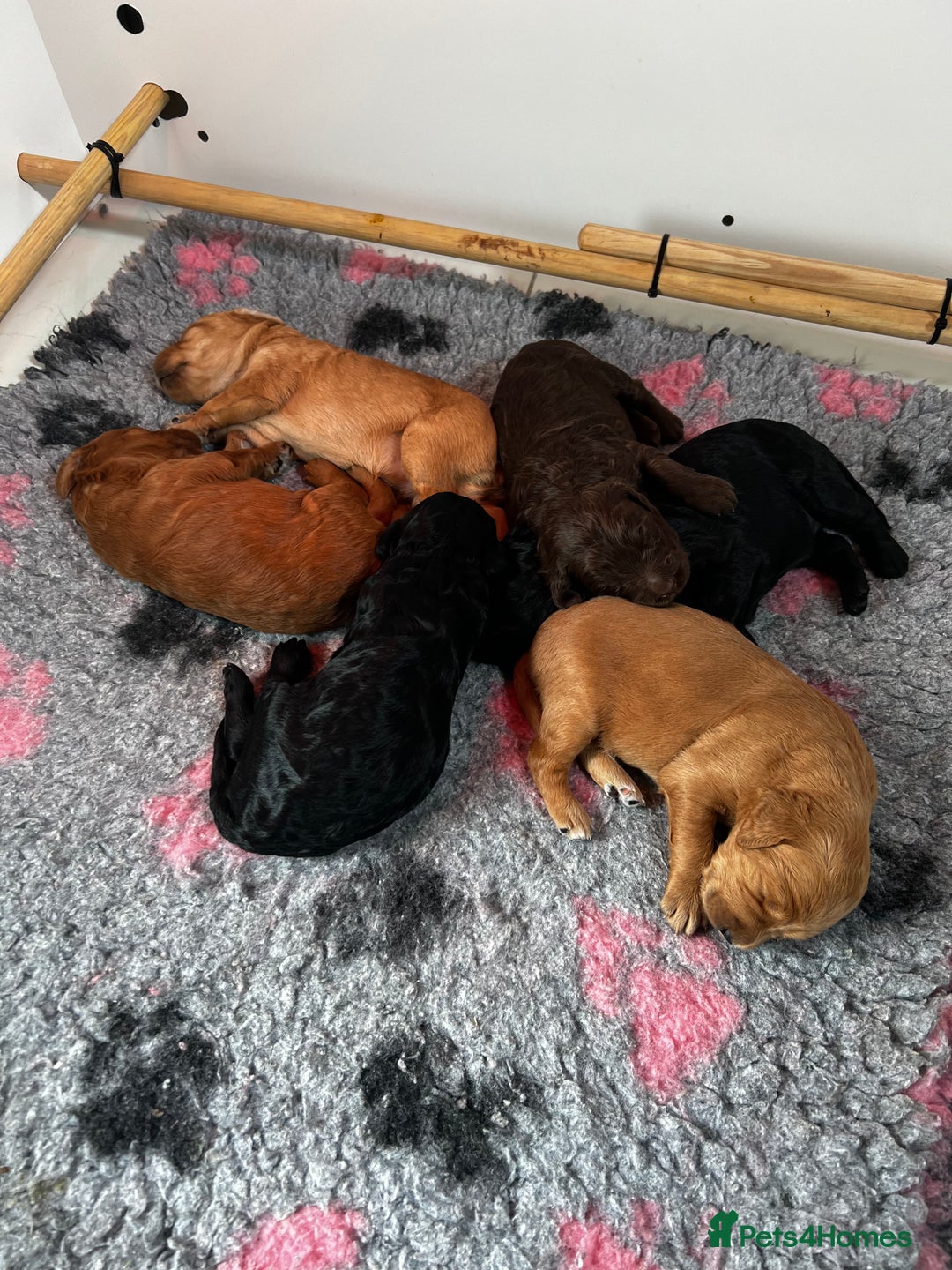 Labradoodle dogs for sale: 6 very cute Labradoodle puppies  - Image 1