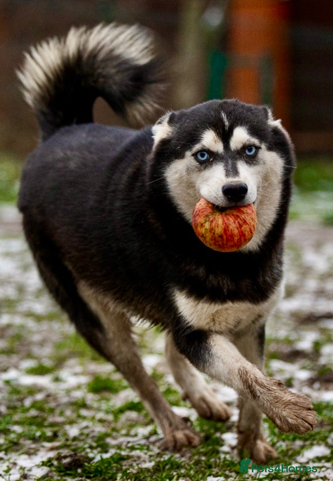 Pomsky dogs for adoption: LARA – Blue-eyed, Female Pomsky  - Advert 3