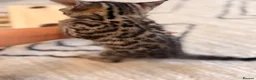 Bengal cats for sale: 🌟 Stunning Female Bengal Kittens Available! 🌟 - Advert 12