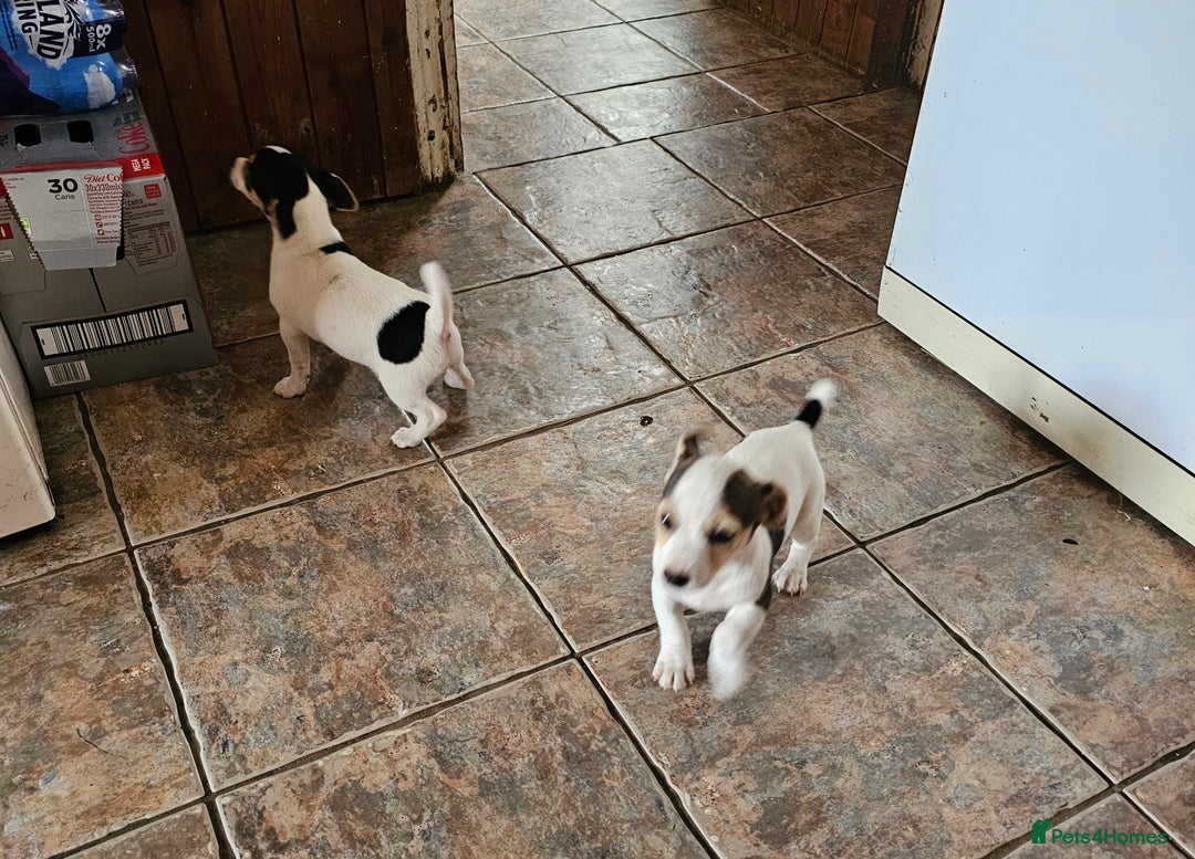Jack Russell dogs for sale: Smooth coated Jack Russell dog pups - Image 5