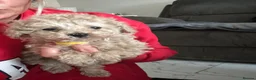 Toy Poodle dogs for sale: Beautiful KC registered Toy Poodle Puppies 💛 - Advert 16