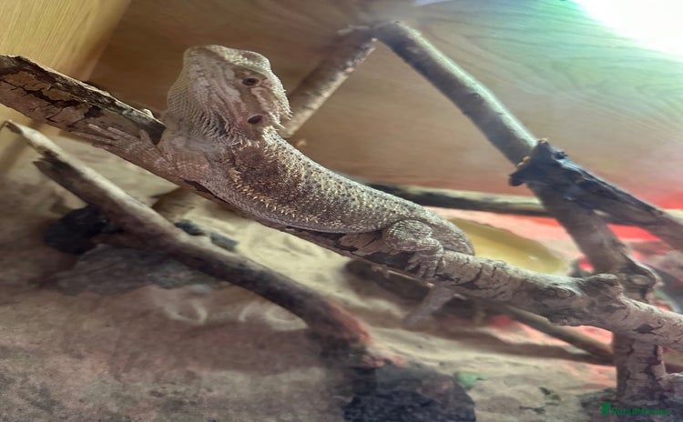Bearded Dragon reptiles for sale - Advert 1