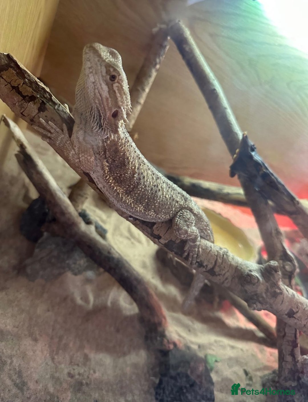 Bearded Dragon reptiles for sale: Young Bearded Dragon For Sale - Image 1