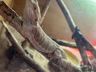 Bearded Dragon reptiles - Advert 7