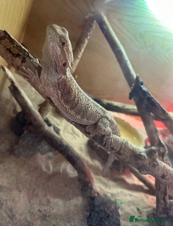 Bearded Dragon reptiles - Advert 2