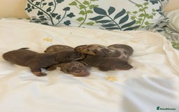 Dachshund dogs for sale: Dachshund  - Image 3