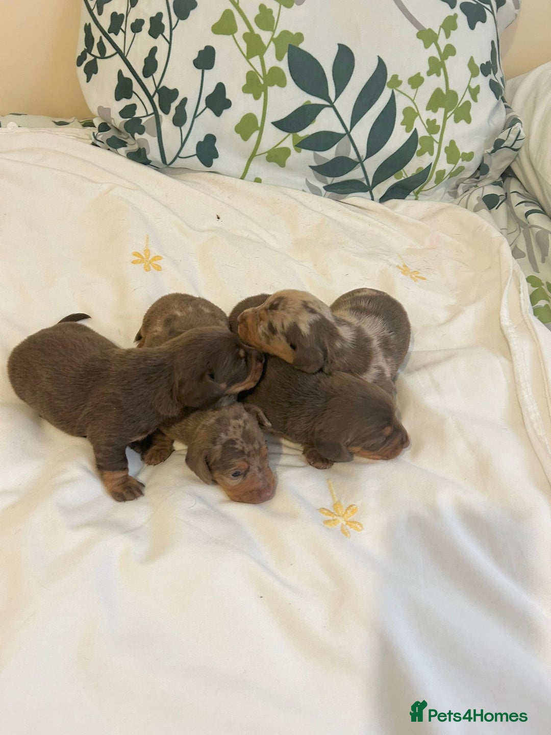 Dachshund dogs for sale: Dachshund  - Image 3