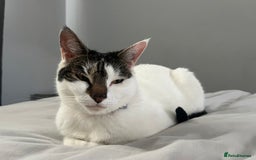 Mixed Breed cats for sale: My Myla - Image 9