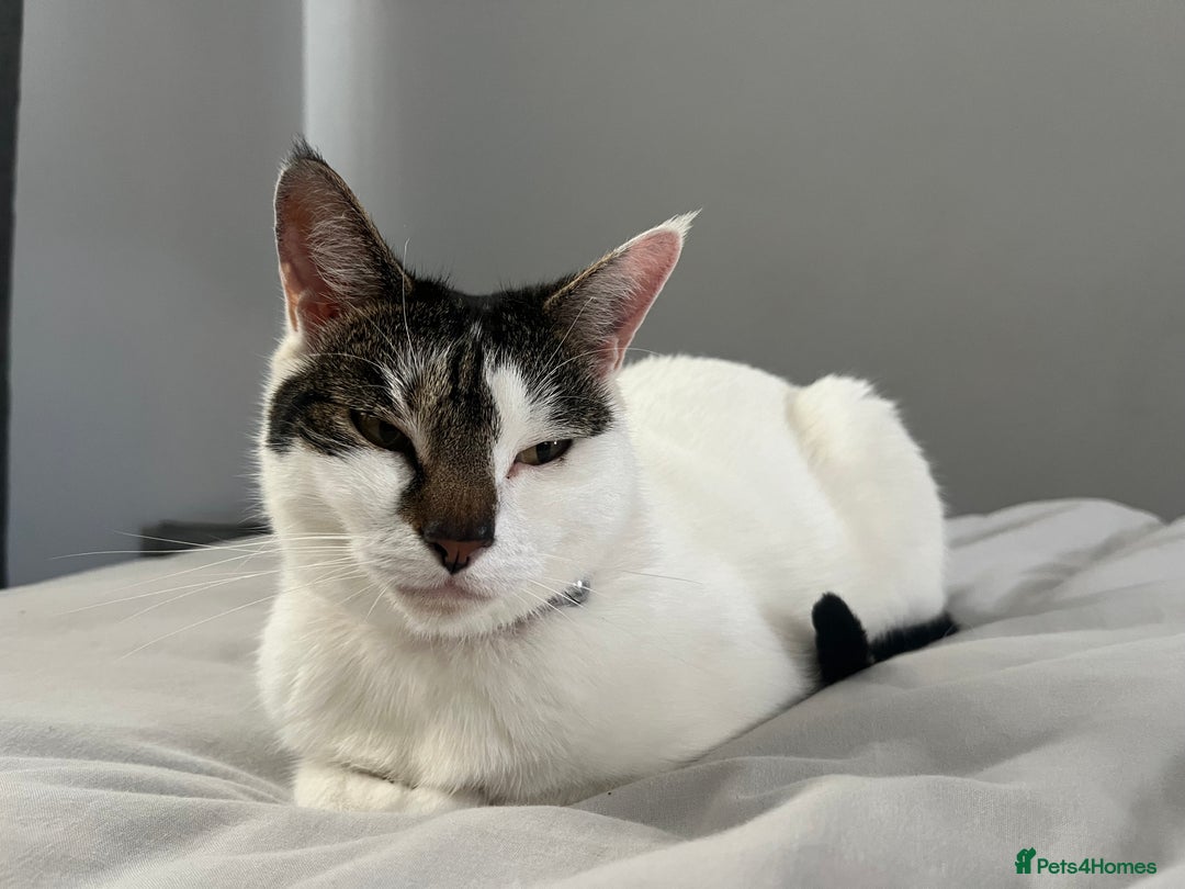 Mixed Breed cats for sale: My Myla - Image 9