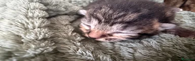 Mixed Breed 3 - Puddin
