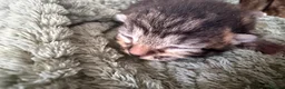Mixed Breed cats for sale: Beautiful Domestic Shorthair Kittens 🐾 - Advert 3