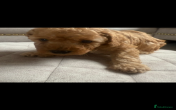 Toy Poodle dogs for sale: Beautiful toy poodle puppies - Image 4