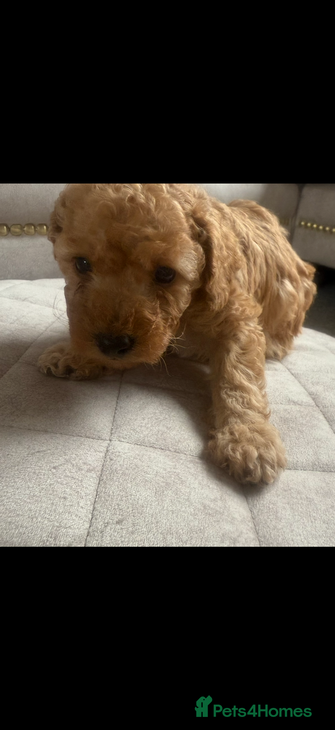 Toy Poodle dogs for sale: Beautiful toy poodle puppies - Image 4