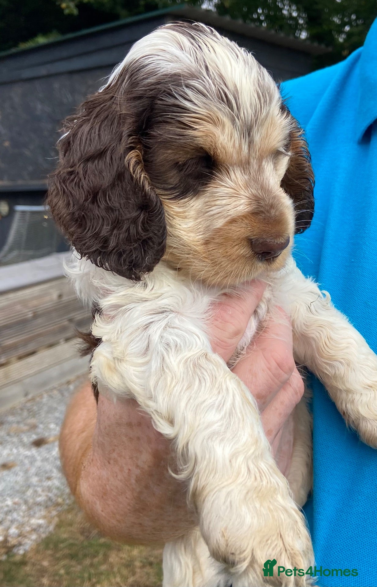 Cocker Spaniel dogs Stunning KC Choc. Roan Show Cocker Spaniel Pups - Advert 1