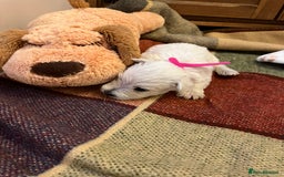 West Highland Terrier dogs for sale: Westie pups  - Image 13