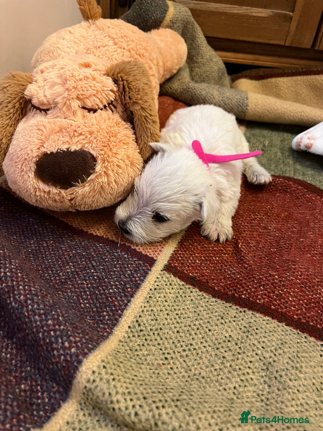 West Highland Terrier dogs for sale: Westie pups  - Image 13