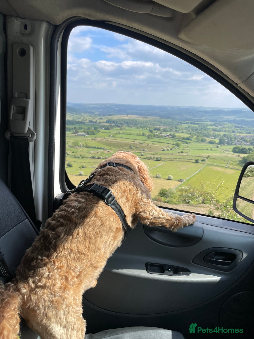 Cockapoo dogs for stud: STUD F1 Cockerpoo (5 Star 10/10} - Advert 17