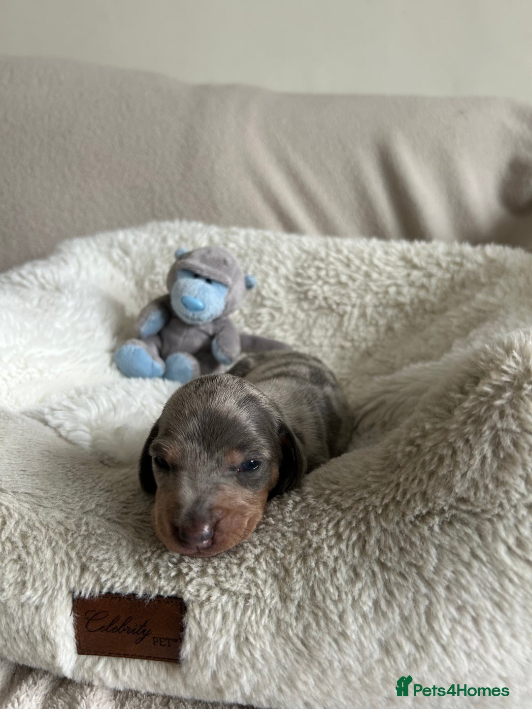 Dachshund dogs for sale: Beautiful Dachshund  - Image 8